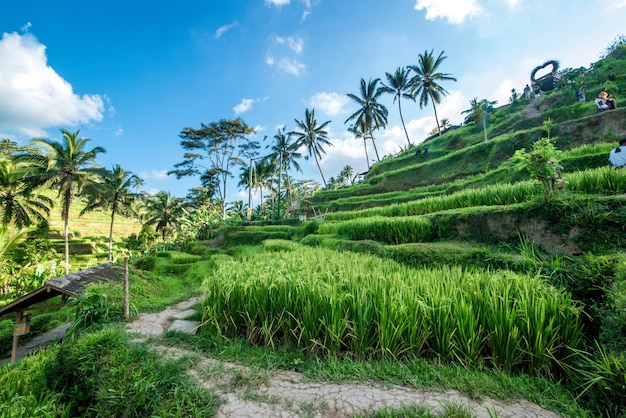 Una bella vista del campo di riso di Tegalalang situato a Ubud Bali Indonesia