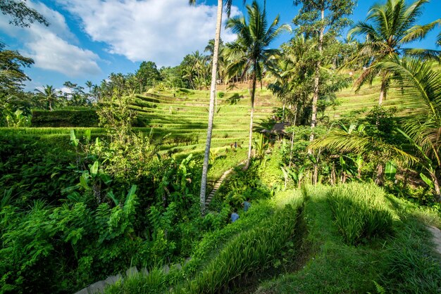 Una bella vista del campo di riso di Tegalalang situato a Ubud Bali Indonesia
