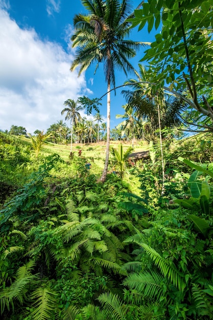 Una bella vista del campo di riso di Tegalalang situato a Ubud Bali Indonesia