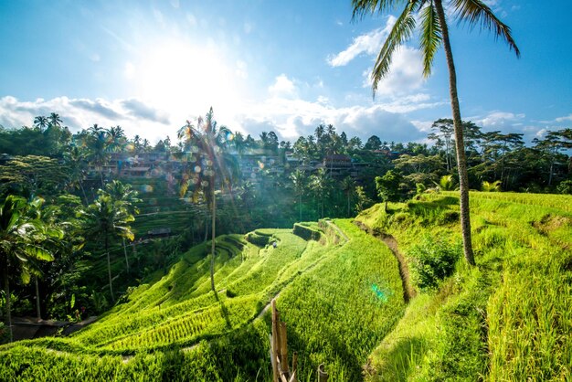 Una bella vista del campo di riso di Tegalalang situato a Ubud Bali Indonesia