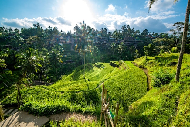 Una bella vista del campo di riso di Tegalalang situato a Ubud Bali Indonesia