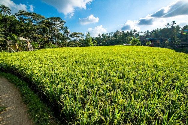 Una bella vista del campo di riso di Tegalalang situato a Ubud Bali Indonesia