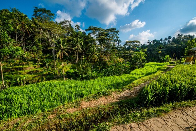 Una bella vista del campo di riso di Tegalalang situato a Ubud Bali Indonesia