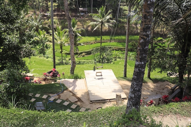 Una bella vista del campo di riso di Tegalalang situato a Ubud Bali Indonesia