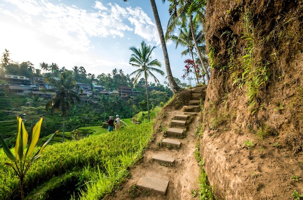 Una bella vista del campo di riso di Tegalalang situato a Ubud Bali Indonesia