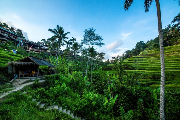 Una bella vista del campo di riso di Tegalalang situato a Ubud Bali Indonesia