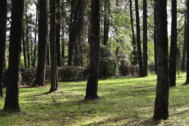 Una bella vista del giardino botanico di brasilia in brasile