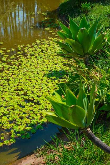 Una bella vista del Giardino Botanico situato a Brasilia, Brasile