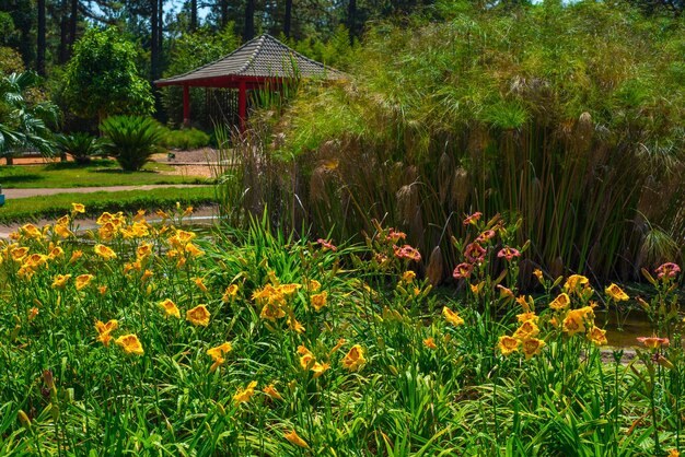 Una bella vista del Giardino Botanico situato a Brasilia, Brasile