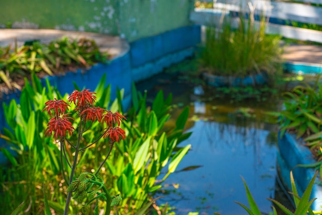 Una bella vista del Giardino Botanico situato a Brasilia, Brasile