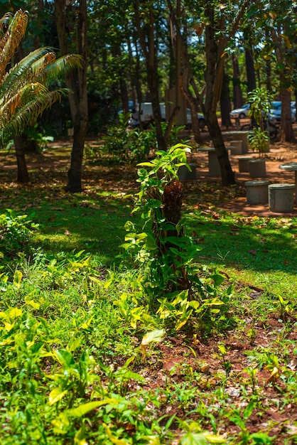 Una bella vista del Giardino Botanico situato a Brasilia, Brasile