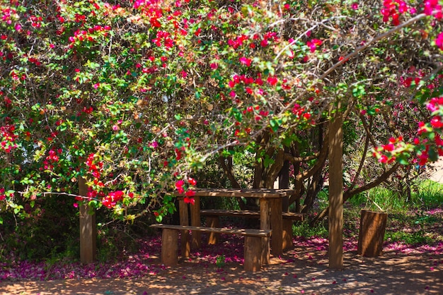 Una bella vista del Giardino Botanico situato a Brasilia, Brasile