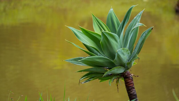 Una bella vista del Giardino Botanico situato a Brasilia, Brasile