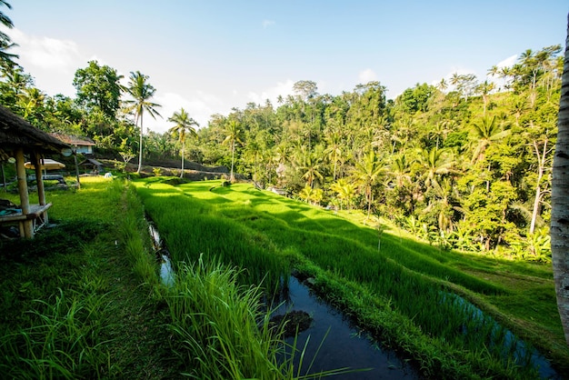 Una bella vista del tempio di Gunung Kawi situato a Bali Indonesia