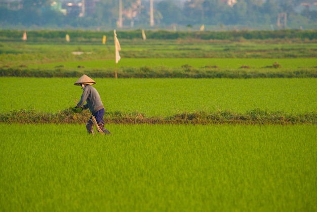 Una bella vista dell'agricoltore che lavora nel campo di riso a Hoi An Vietnam