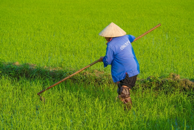Una bella vista dell'agricoltore che lavora nel campo di riso a Hoi An Vietnam
