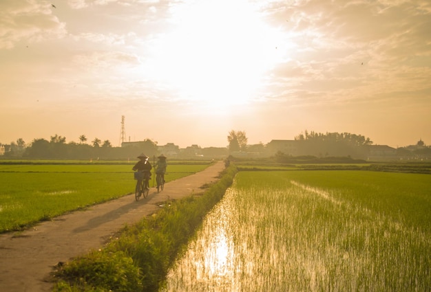 Una bella vista dell'agricoltore che lavora nel campo di riso a Hoi An Vietnam