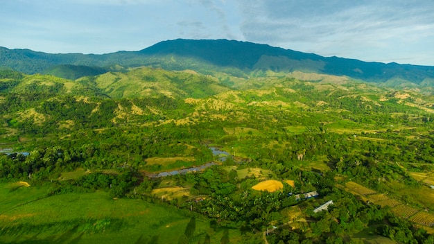 Una bella vista dell'erba nella foresta di Aceh questa immagine può essere utilizzata per lo sfondo di una foto un'immagine sotto forma di paesaggio