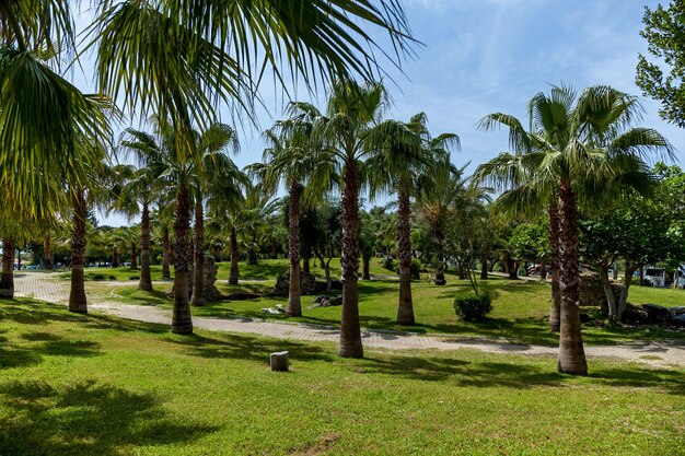 Una bella vista di una zona verde sullo sfondo di un cielo azzurro. Un vicolo lastricato di pietra con palme