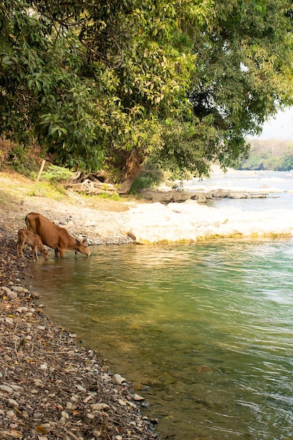 Una bella vista panoramica della città di Vang Vieng in Laos