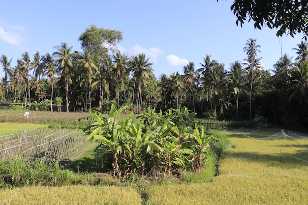 Una bella vista panoramica di bali indonesia