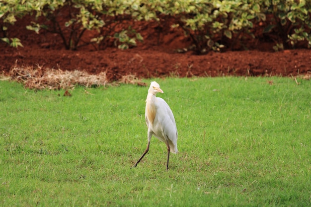 Una bella vista ravvicinata dell'uccello Egret.