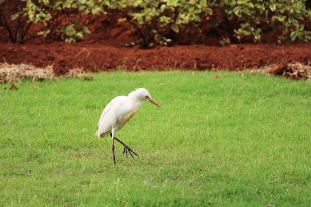 Una bella vista ravvicinata dell'uccello Egret.