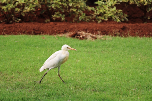 Una bella vista ravvicinata dell'uccello Egret.