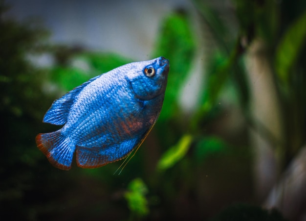 Una bellissima colisa nel mio acquario