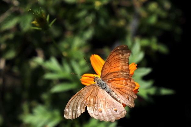 È una bellissima farfalla colorata.