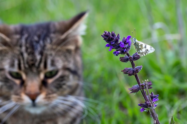 Una bellissima farfalla sul fiore in primavera, un gatto soriano sul dorso. Nome scientifico; Pontia edusa - Bagno Orientale Bianco