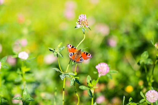 Una bellissima farfalla vola, si siede su un fiore, spiega le ali