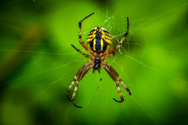 Una bellissima foto macro di un grande ragno femmina in attesa che la preda si bloccino sulle sue reti appiccicose