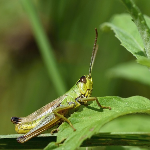 Una bellissima macroscopia di una cavalletta nell'erba Natura da vicino