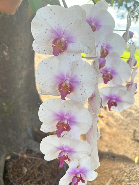 Una bellissima orchidea sul ramo dell'albero