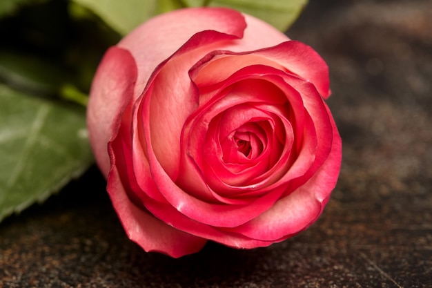 Una bellissima rosa rosa su marrone