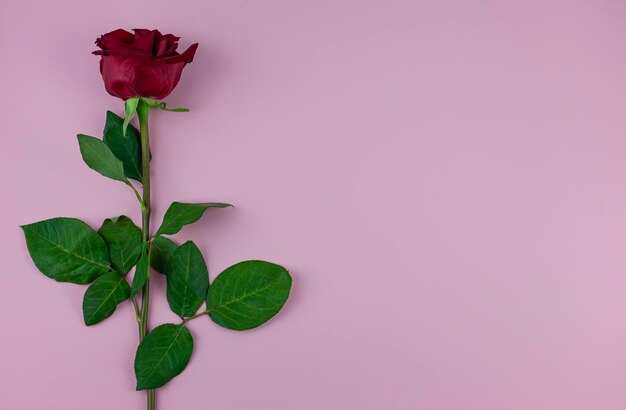 Una bellissima rosa rossa isolata su uno sfondo rosa