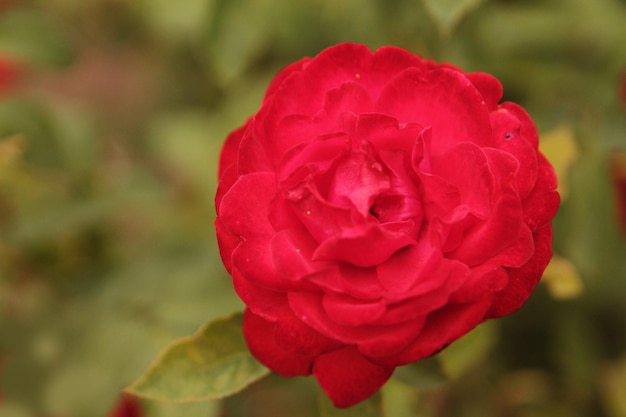 Una bellissima rosa viola sorprende per la sua bellezza