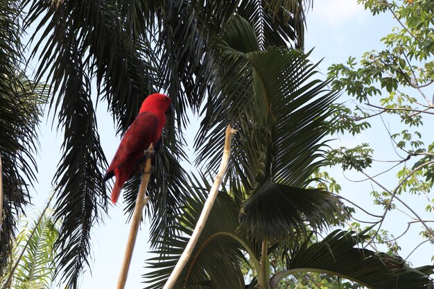 Una bellissima vista del Bird Park situato a Bali Indonesia