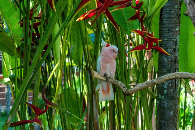 Una bellissima vista del Bird Park situato a Bali Indonesia