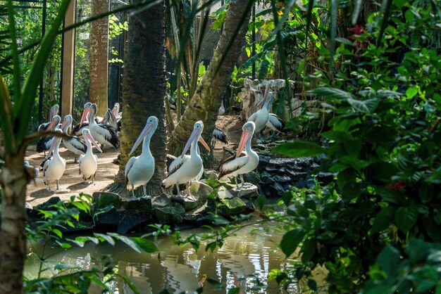 Una bellissima vista del Bird Park situato a Bali Indonesia