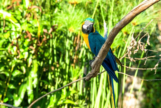 Una bellissima vista del Bird Park situato a Bali Indonesia