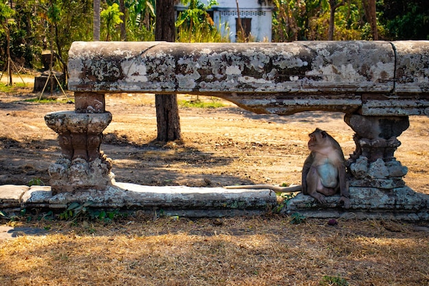 Una bellissima vista del tempio di Angkor Wat situato a Siem Reap in Cambogia