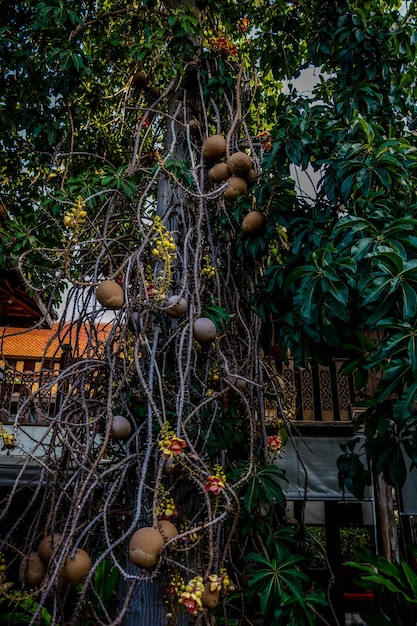 Una bellissima vista dell'hotel Baan Thai house situato ad Ayutthaya Thailandia