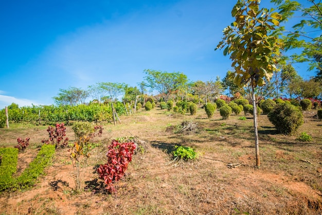 Una bellissima vista della cantina nel Lago Inle Myanmar