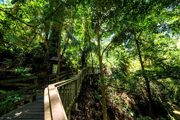 Una bellissima vista della Foresta delle Scimmie situata a Bali Indonesia