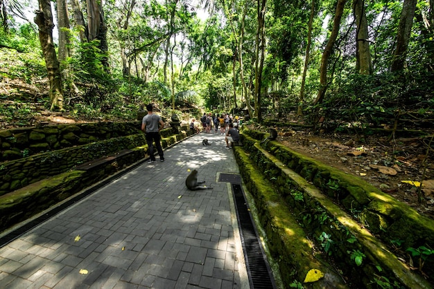 Una bellissima vista della Foresta delle Scimmie situata a Bali Indonesia