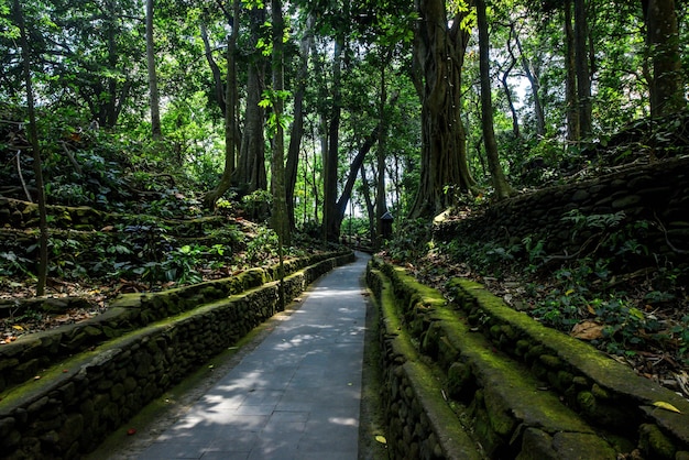 Una bellissima vista della Foresta delle Scimmie situata a Bali Indonesia