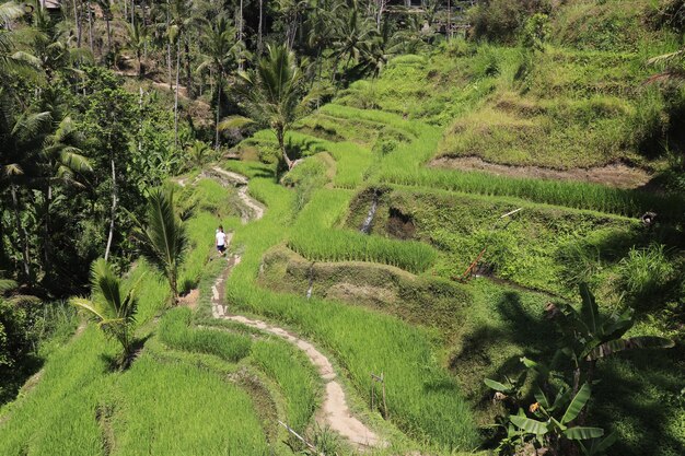 Una bellissima vista di Tegalalang situata a Ubud Bali Indonesia