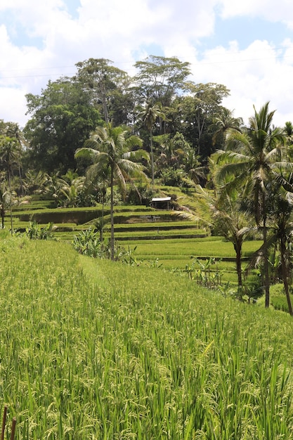 Una bellissima vista di Tegalalang situata a Ubud Bali Indonesia